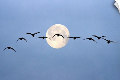 Moon Flight