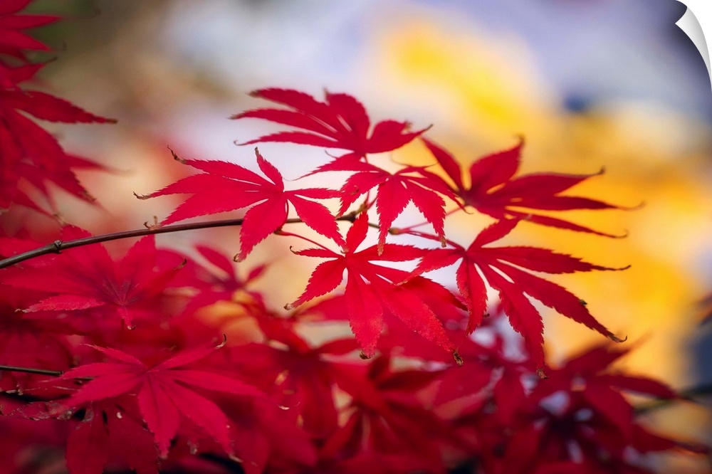 Photograph of bright red Japanese Maple leaves.