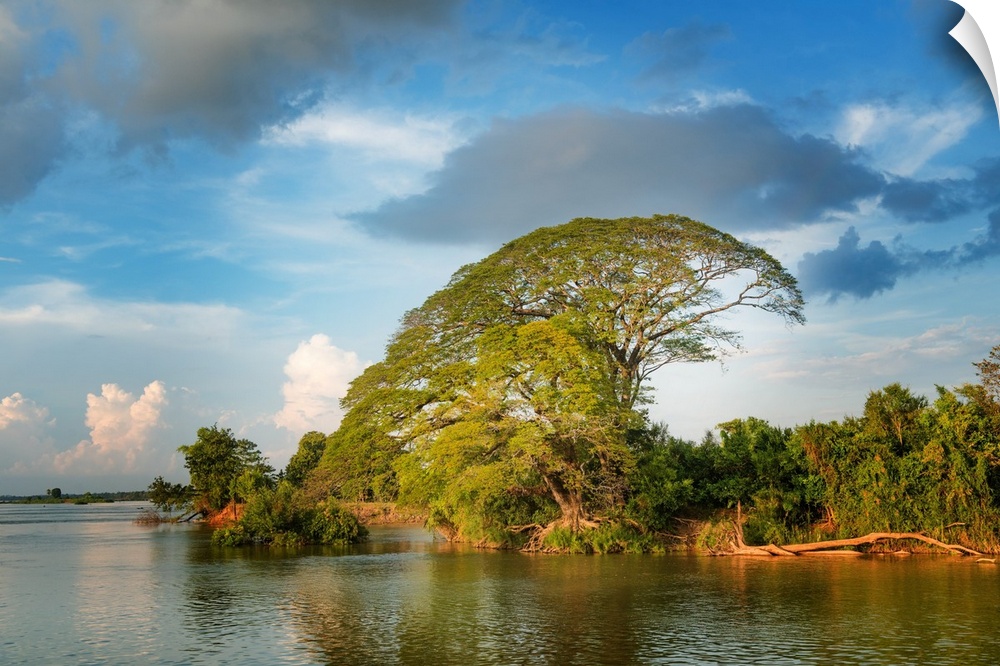 A huge tree by the Mekong in Laos