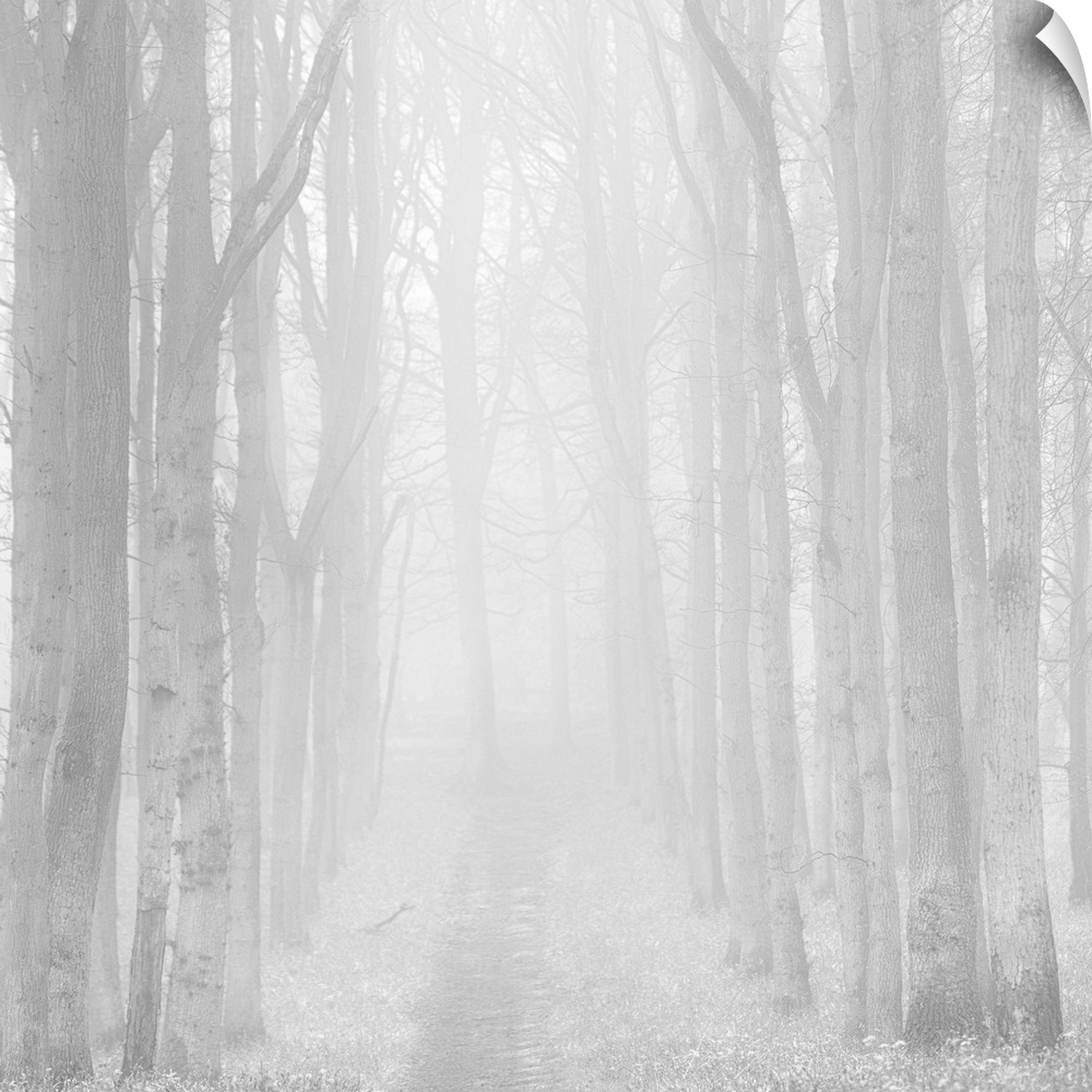 A monochrome black and white mistry woodland of zen like calm trees.