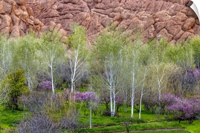 Morocco, Dades Gorges, Sandstone Formations Rise Above Flowering Trees In Spring