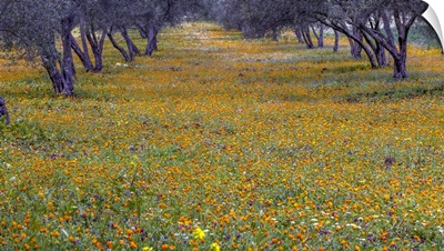 Morocco, Orange Wildflowers Grow In An Olive Grove In Spring