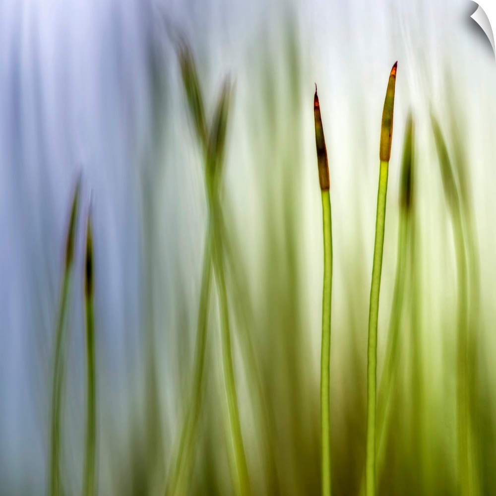 Big square artwork with a closeup of two moss grass blades with a blurred grass and sky background in cooling tones. Two m...