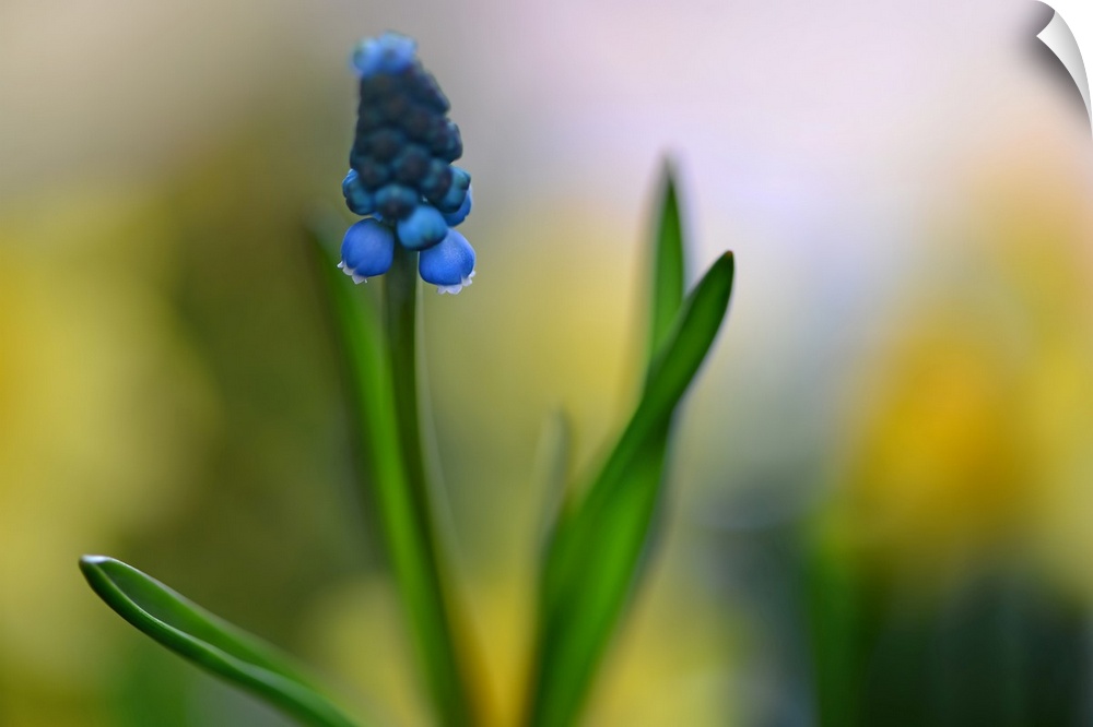 Close-up photograph of a Muscari with a shallow depth of field.