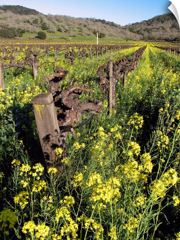 Blooming Yellow Mustard, Napa Valley, California