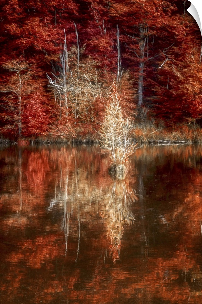 A forest of trees with bright red fall leaves reflected in the water.