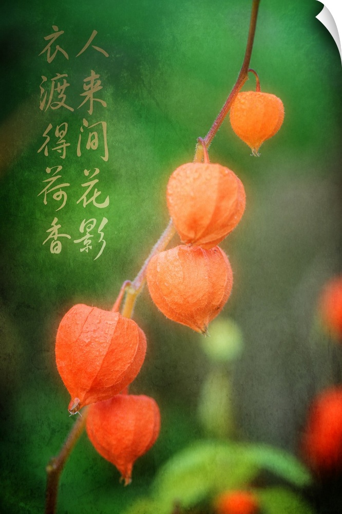 Orange Chinese Lantern fruit on a branch, with Chinese calligraphy.
