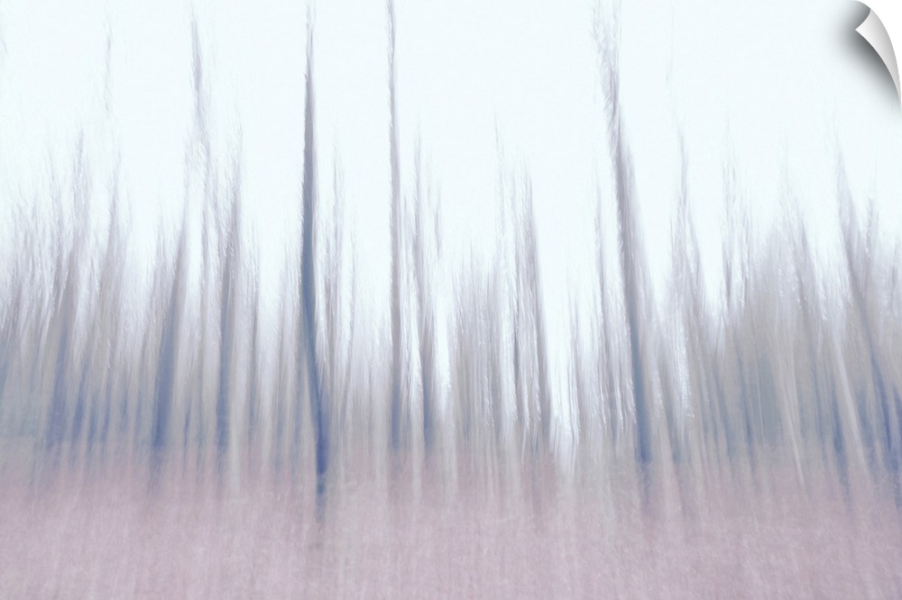 Artistically blurred photo. Old pine forest Dover Plantage in North Jutland, Denmark, on a gray winter day. Bare trees rea...