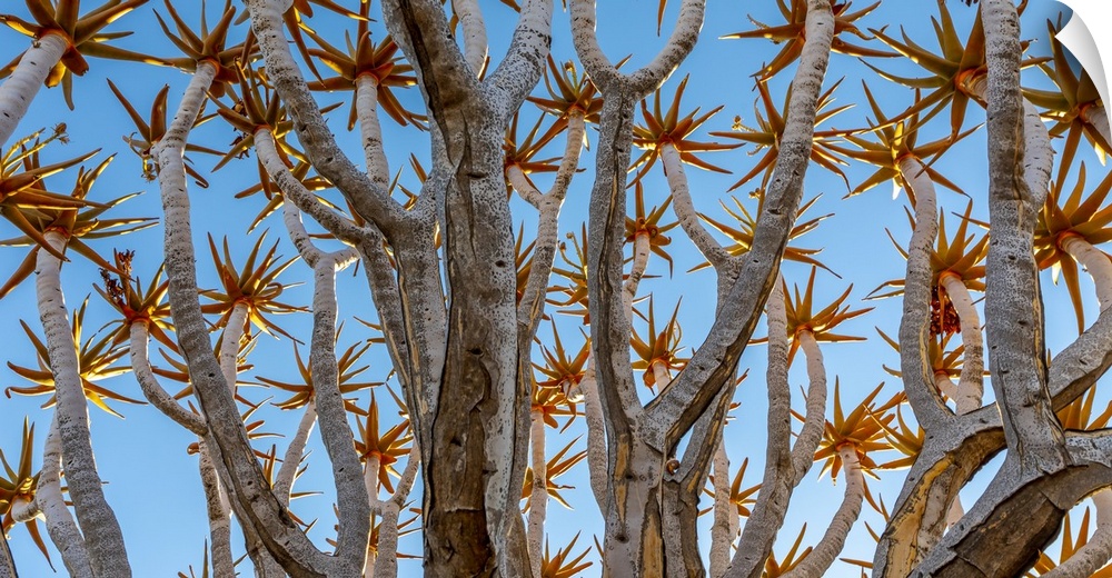 Quiver tree or kokerboom (Aloidendron dichotomum), Quiver Tree Forest (Kokerboom Woud) National Monument, Namibia