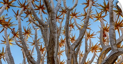 Namibia, Quiver Tree (Kokerboom