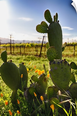 Napa Valley Cactus II