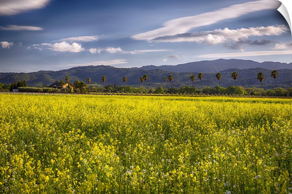 Napa Valley Spring Vista with Blooming Yellow Mustard and Palm Tress