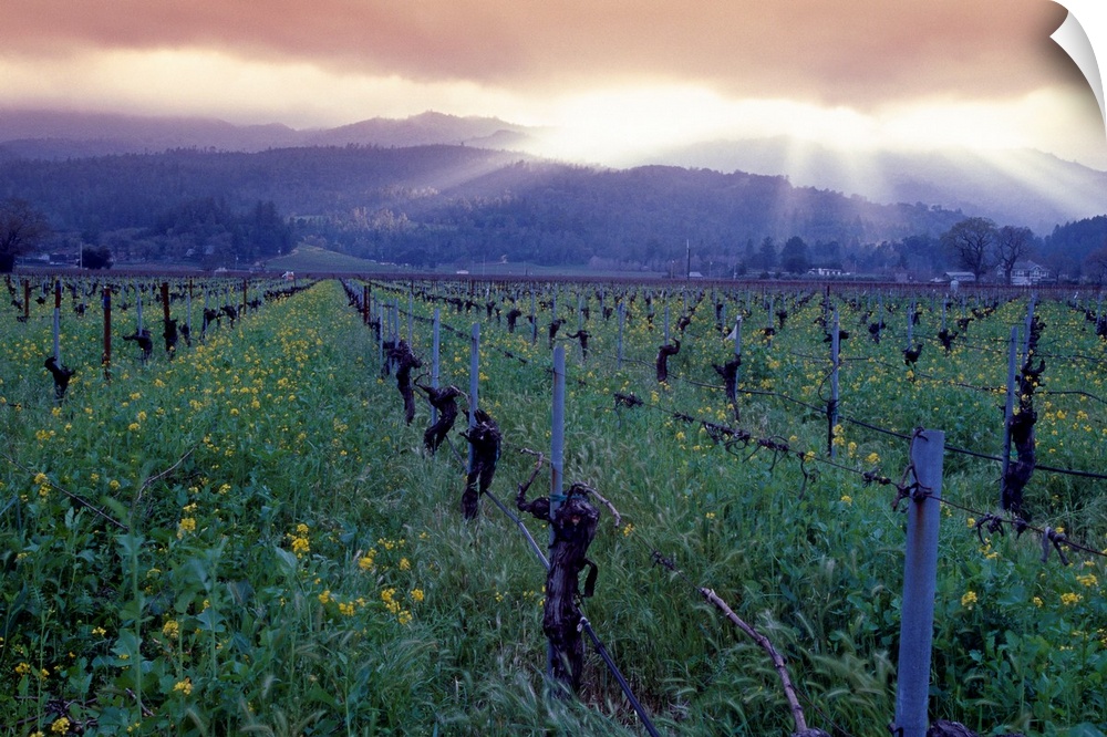 Large photo print of a vineyard with rolling mountains in the background and sun shining through dense clouds.