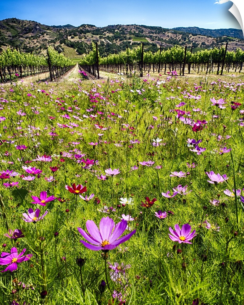 Spring Wildflowers and Row of Grapevines, Napa Valley, California