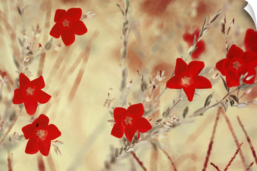 Small red flowers in a meadow