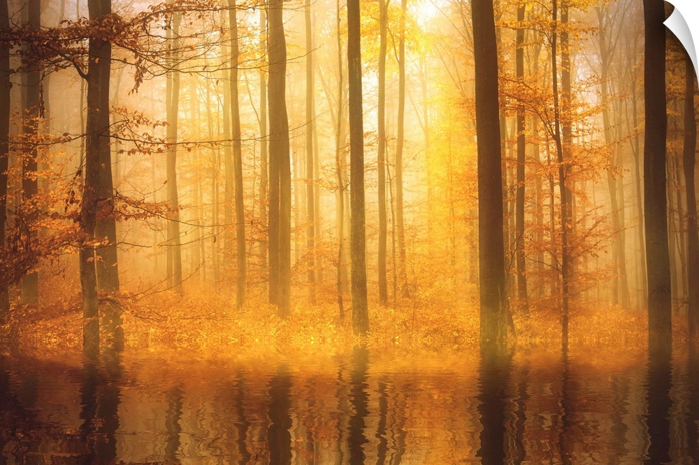 Majestic photograph of golden lit Autumn woods with trees reflecting into rippling water.