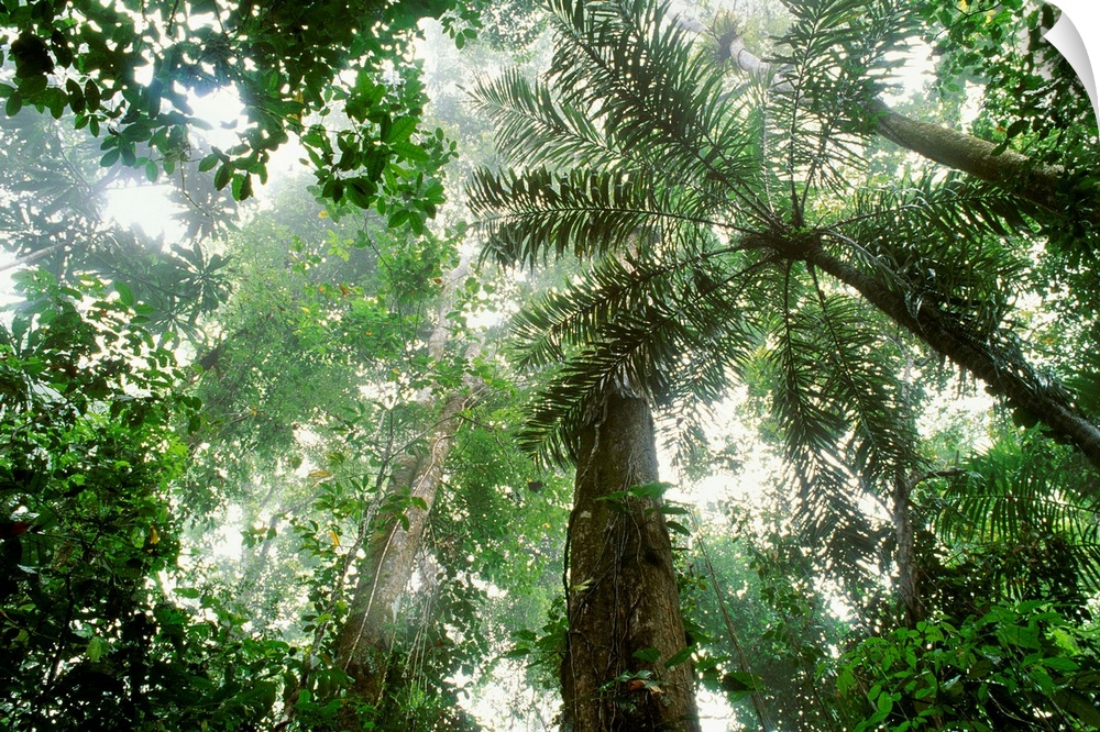 Rainforest, Barro Colorado, Panama