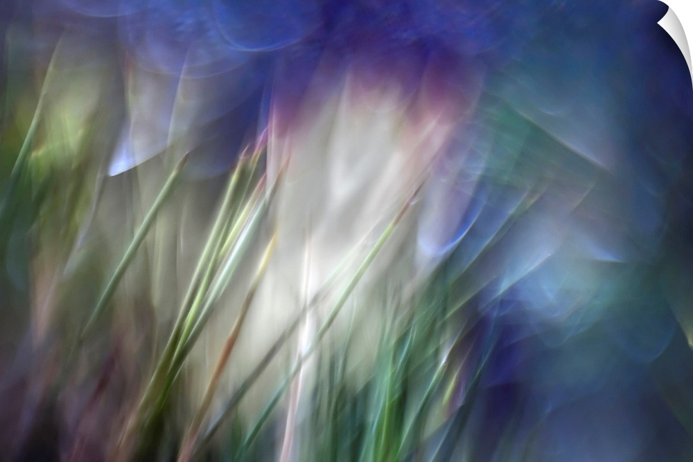 Close up abstract photography of blurry stems of grass.