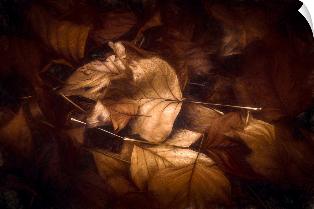 Photo Expressionism - Fallen leaves on the ground in autumn.
