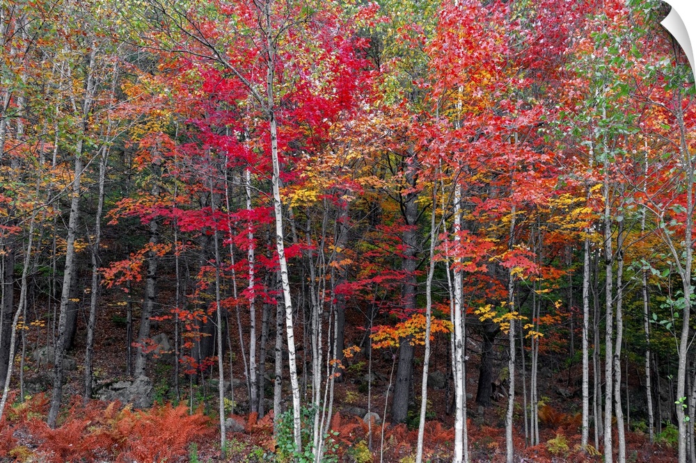 New England is a beautiful place during the fall foliage. It is a color palette from green to deep red to yellow and orang...