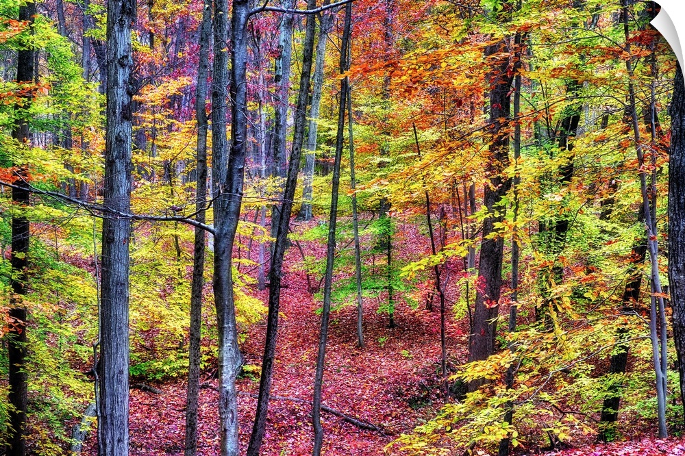 A photograph of a forest in autumn foliage.