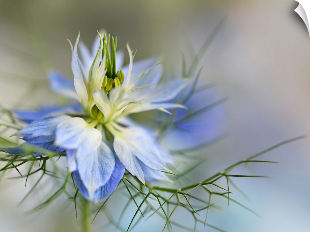 Photograph of a beautiful blue and white flower with spiky green thorns below.