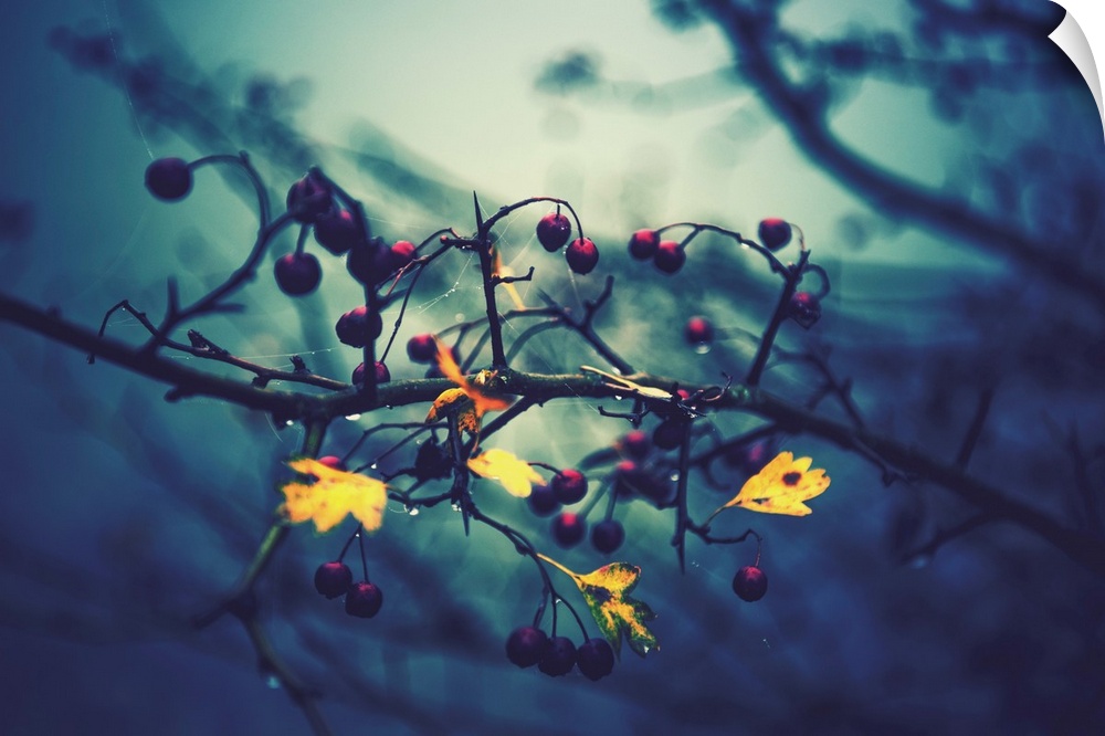 Close-up of berries in autumn in a blue atmosphere