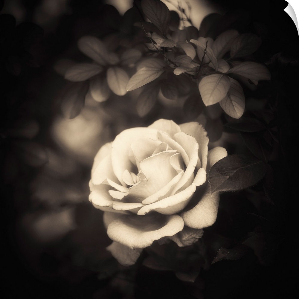 A white rose on a black background