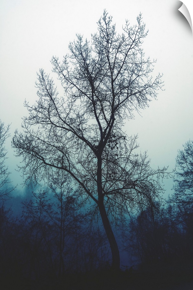 Bare tree in an ominous atmosphere