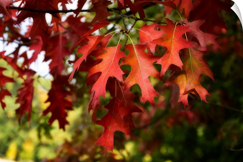 Oak leaves close up