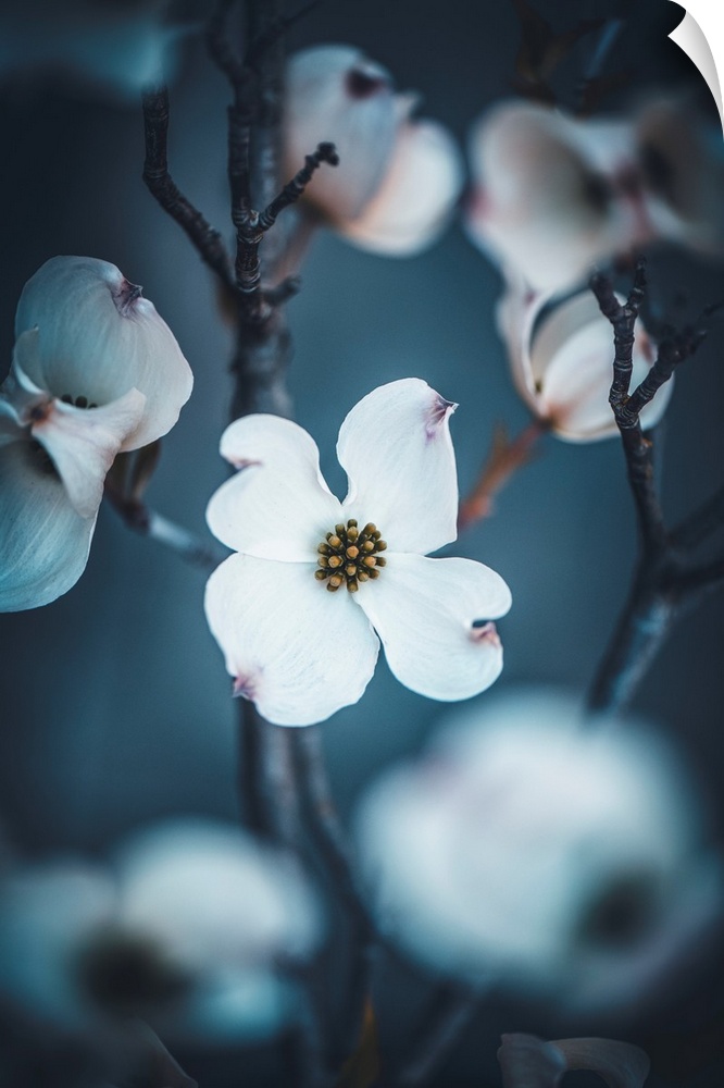 Dogwood flower in a bluish atmosphere