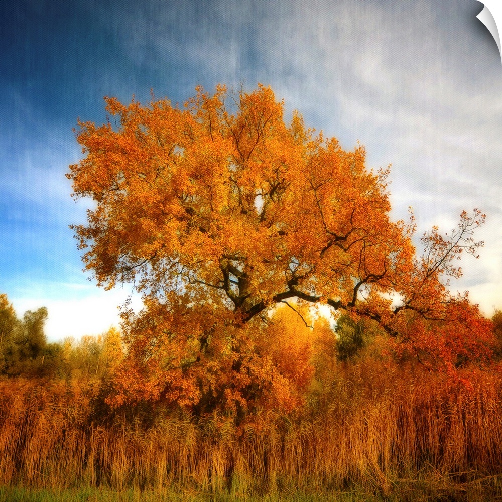 A golden tree in autumn