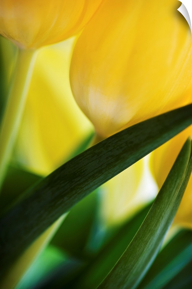 A close up of some fresh soft yellow and green tulips gently folding across the frame.