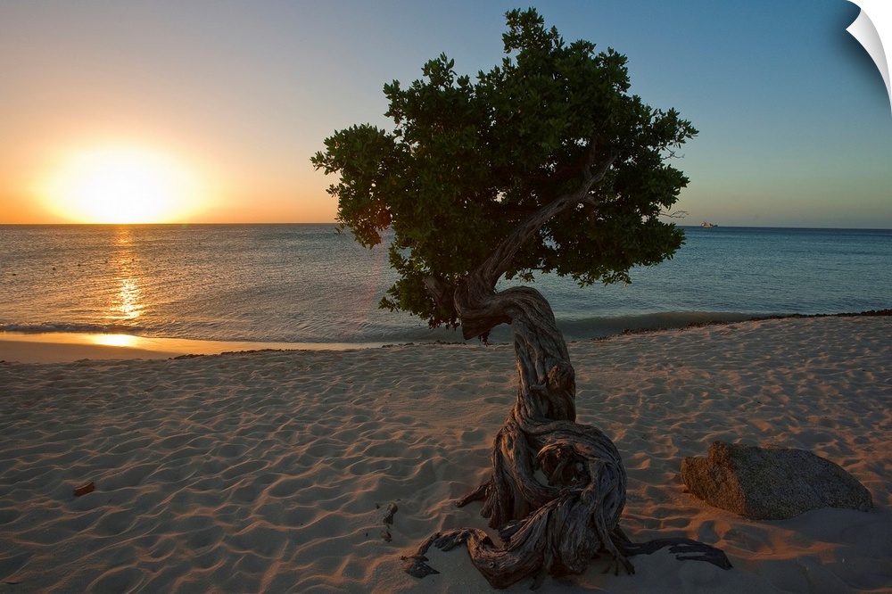 A lone,  fofoti tree growing on a sandy beach as the sun sets of the ocean in Aruba.