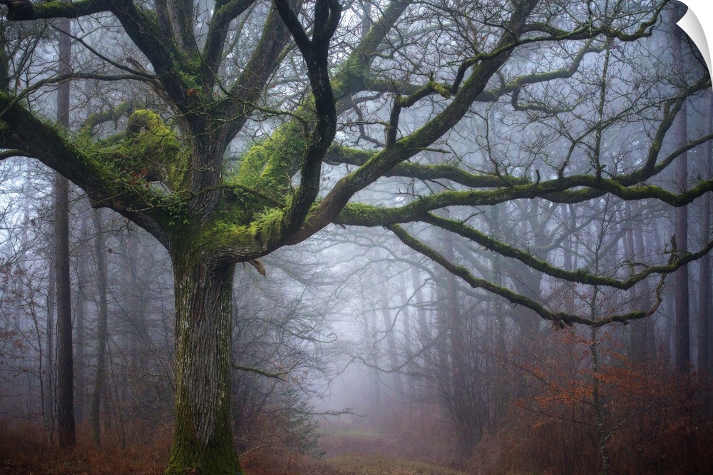 Photograph of an old oak tree covered in green moss in the middle of foggy woods in Autumn.