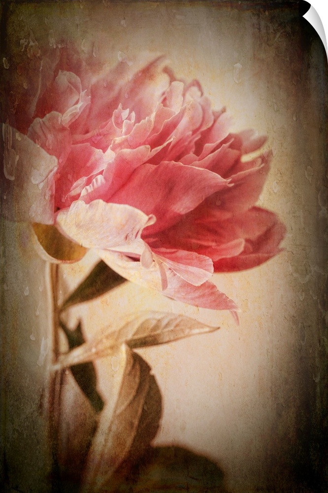Peony with vintage effect and photo texture