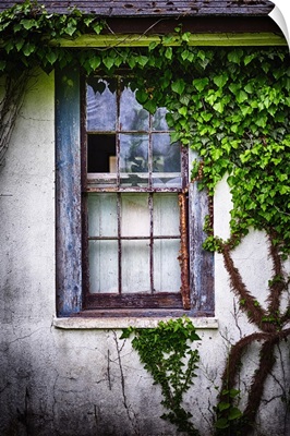 Old Window With Ivy