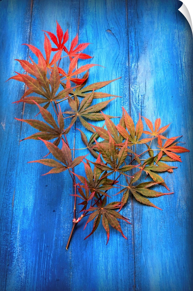 Photograph of green and red Japanese maple leaves on bright blue piece of wood.