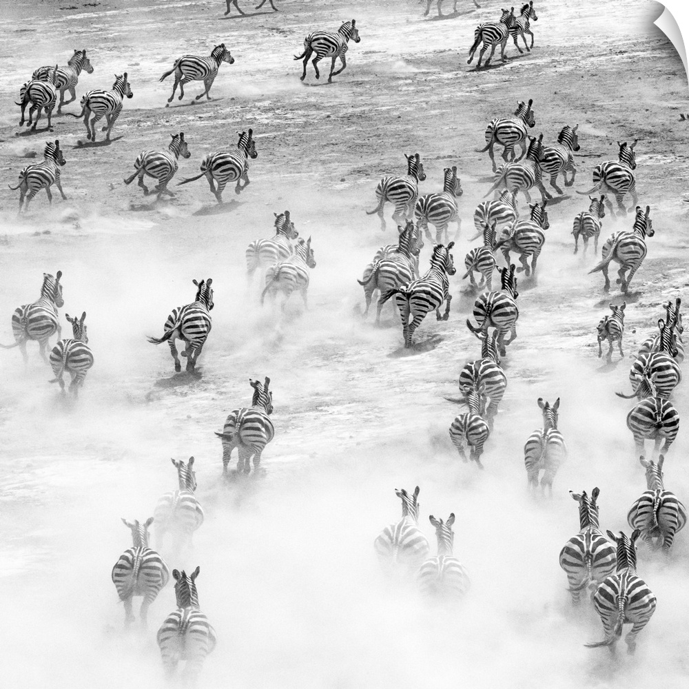 A herd of zebras galloping across the savanna, kicking up dust in Tanzania.
