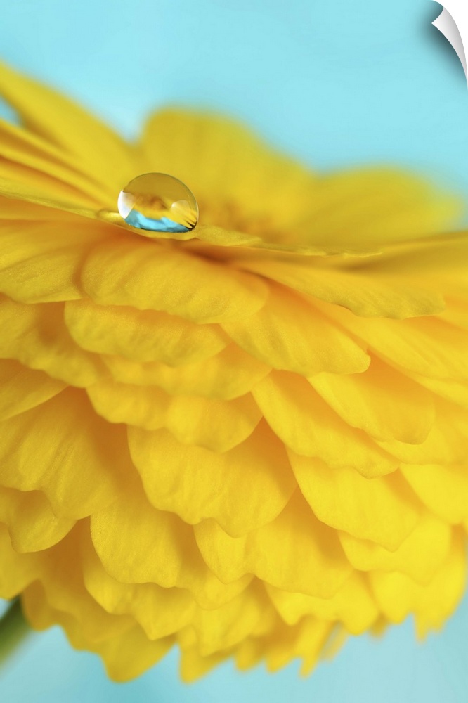 A macro photograph of a water droplet sitting on the edge of a yellow flower petal.