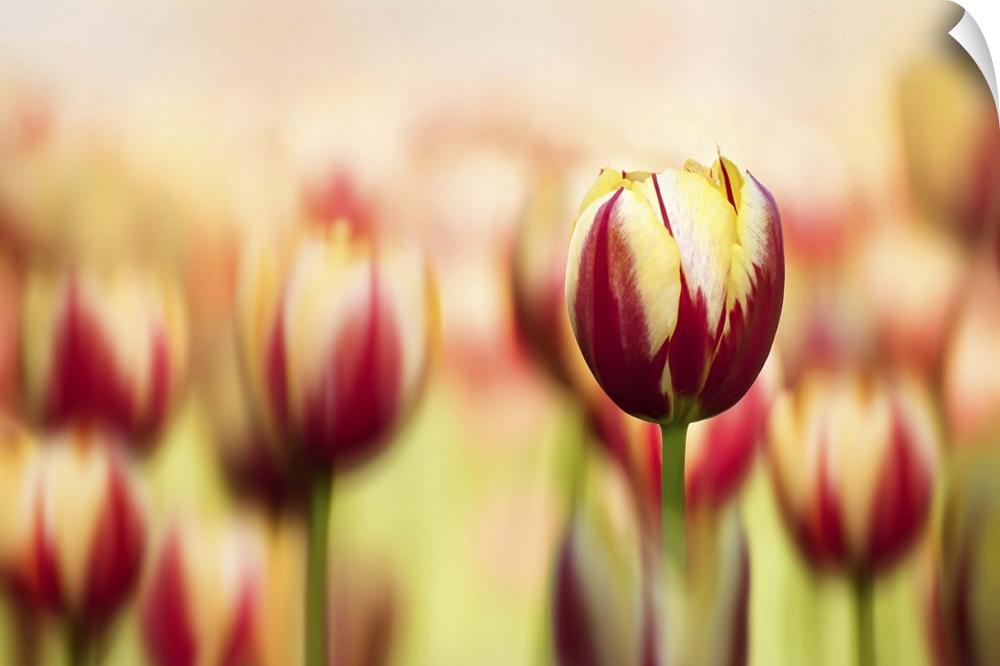 A macro photograph of a field of red and yellow tulips with the focus being on one.