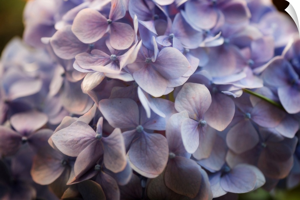 Photograph of an extreme close-up of a pale soft purple flowers.