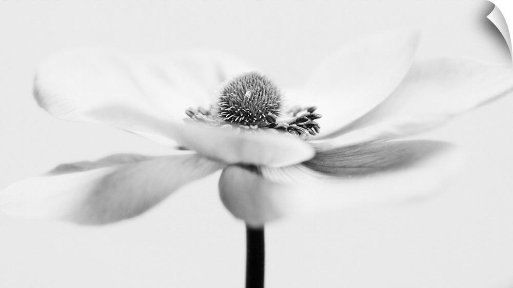 A macro photograph of a water droplet sitting on a white flower.