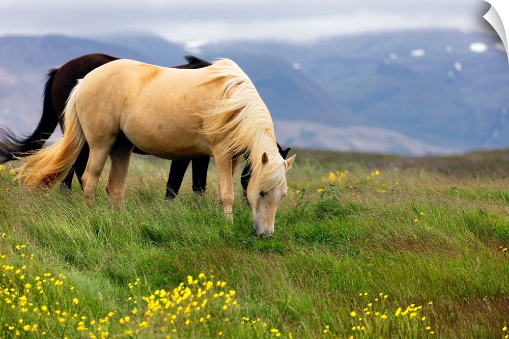 Iclenadic Horses Grazing on a Meadow, Iceland