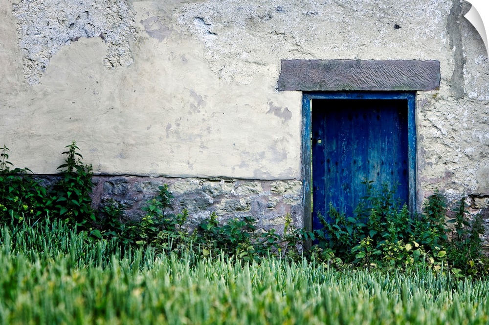 Big, landscape wall picture of a blue door surrounded by a grey cement wall.  Tall green grasses softly focused in the for...