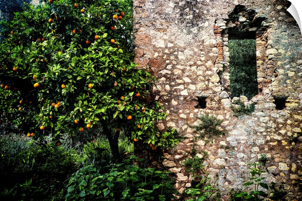 Orange tree with citrus along a Ruined old building, Latina, Italy.
