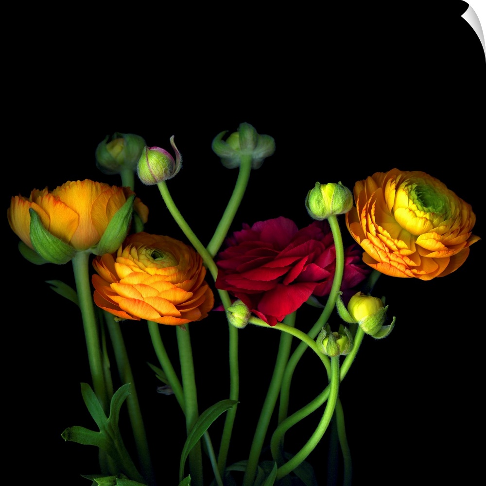 Photograph of flowers and buds on dark background.