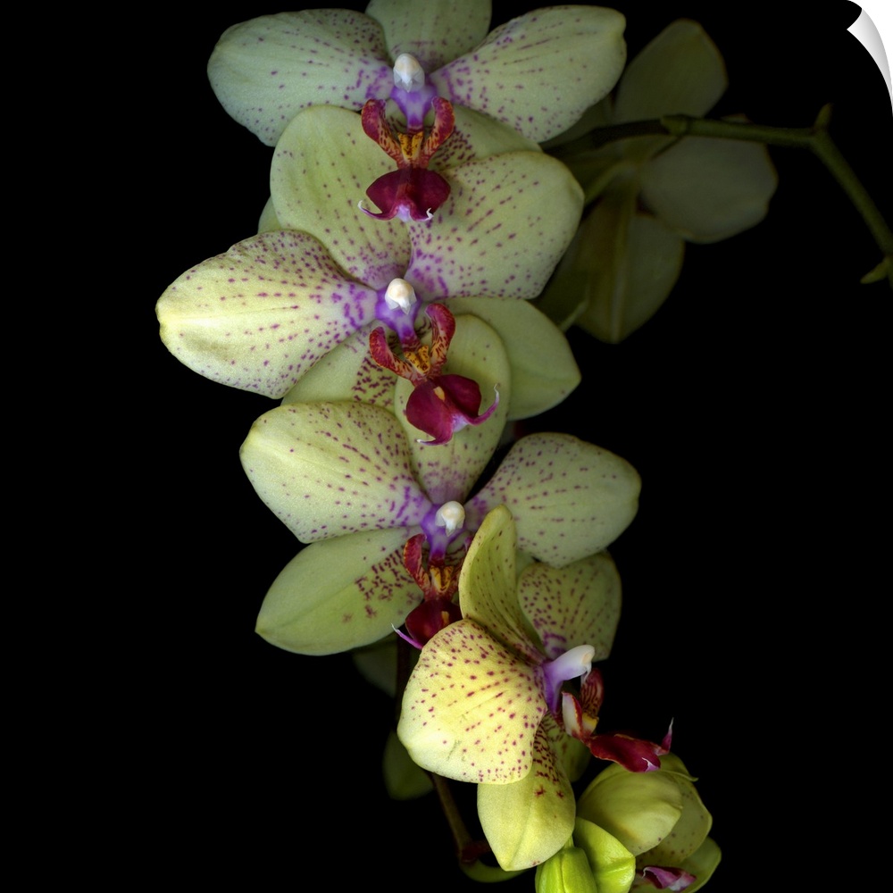 Photograph taken of a branch that hangs low with cascading orchid flowers that are still blooming.