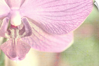 Orchids Softness