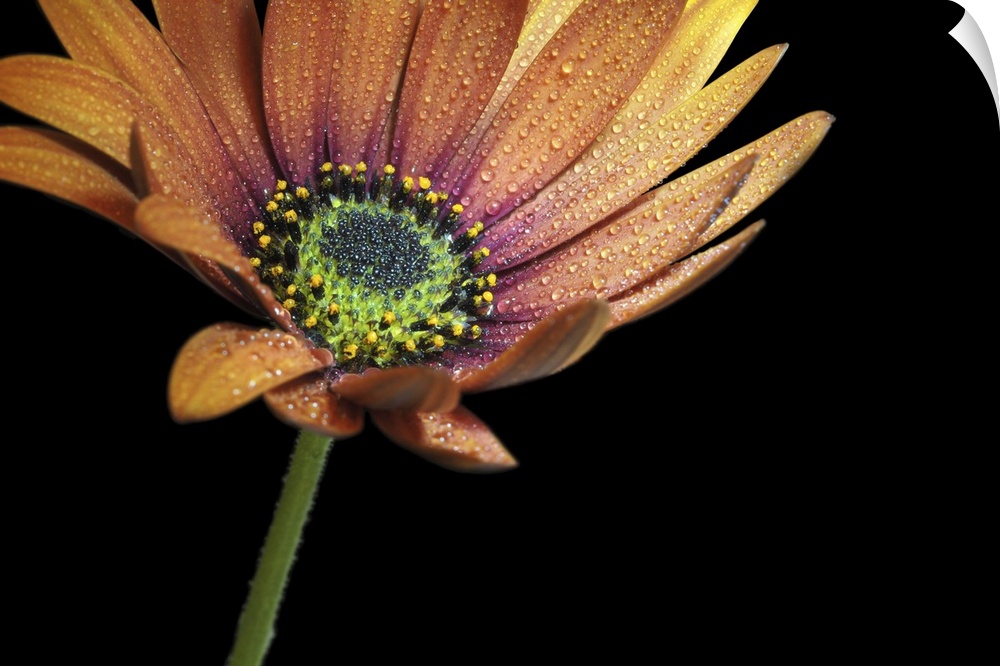 Close-up of an African daisy with water drops.